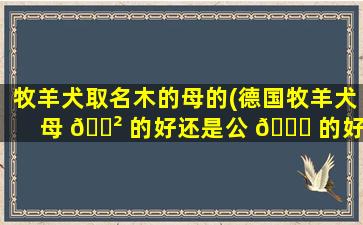 牧羊犬取名木的母的(德国牧羊犬母 🌲 的好还是公 🐈 的好)